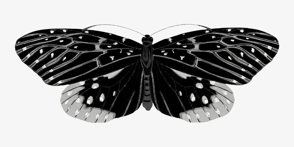 E.A Séguy's vintage butterfly illustration in black and white. Remixed by rawpixel.