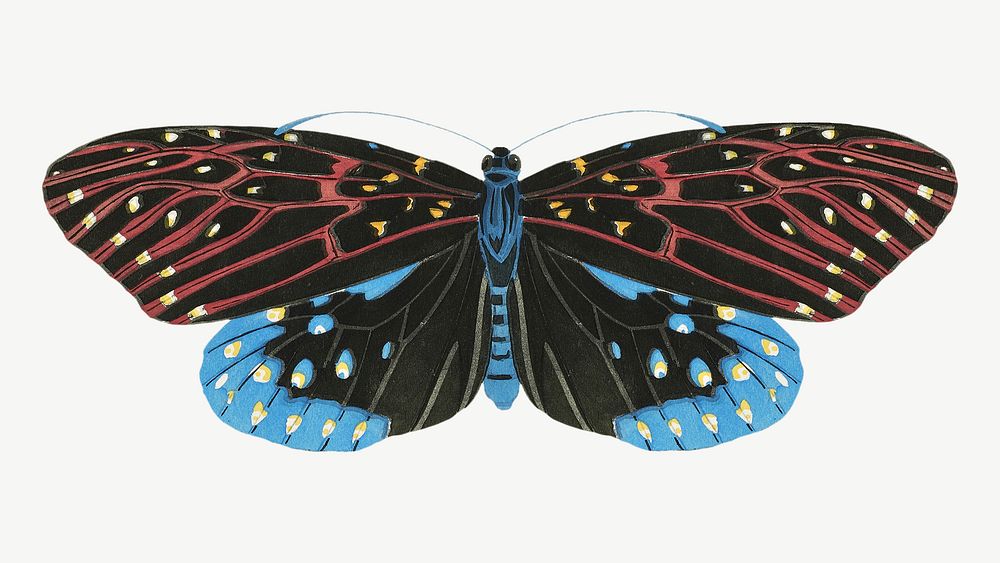 Pink and blue butterfly, exotic insect collage element psd. Remixed by rawpixel.