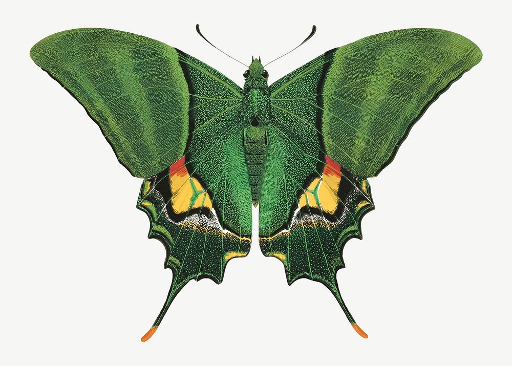 Green butterfly, exotic insect collage element psd. Remixed by rawpixel.