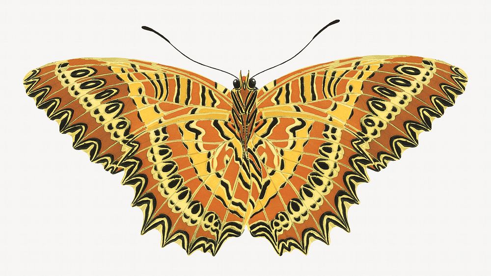 E.A. S&eacute;guy's yellow butterfly, exotic insect illustration. Original public domain image from Biodiversity Heritage…
