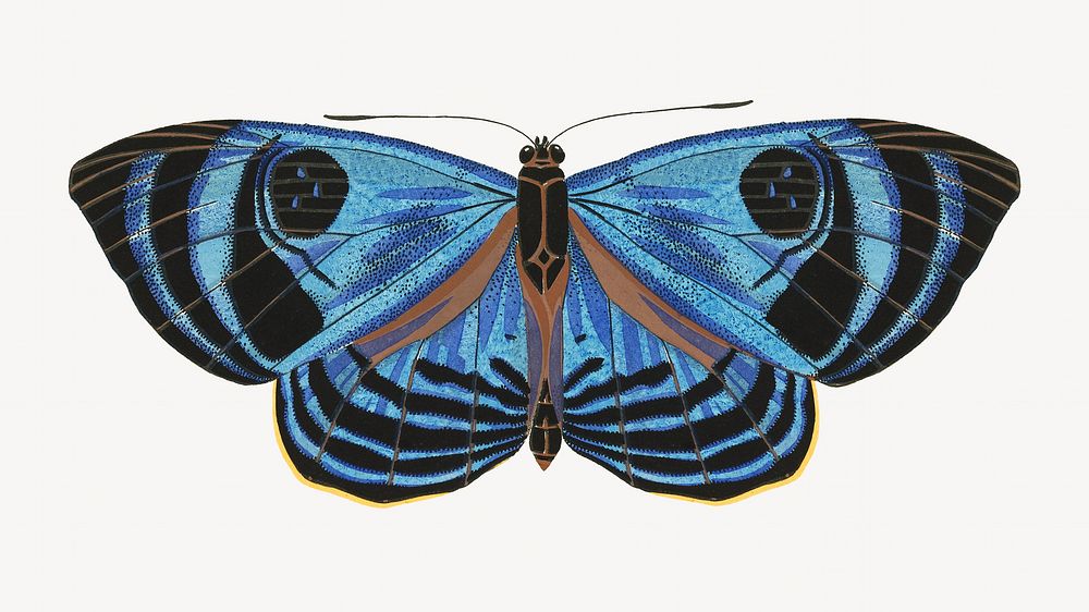 Blue vintage butterfly, insect illustration. Original public domain image by E.A. Séguy from Biodiversity Heritage Library.…