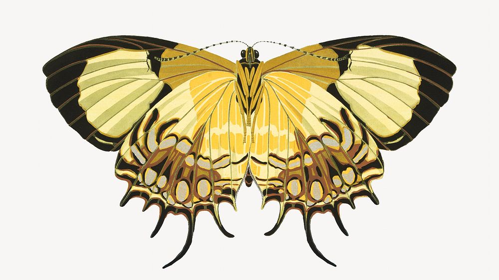 Yellow vintage butterfly, insect illustration. Original public domain image by E.A. Séguy from Biodiversity Heritage…