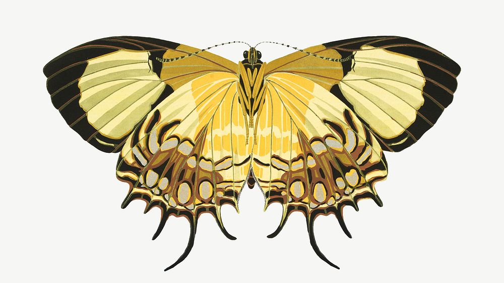 Yellow vintage butterfly, insect collage element psd. Remixed by rawpixel.