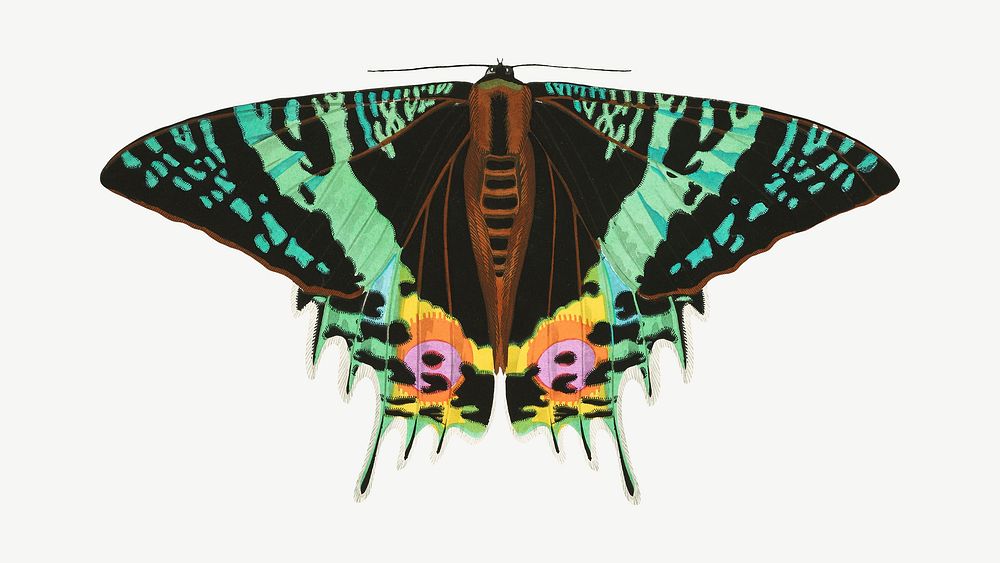 Art nouveau butterfly, vintage insect collage element psd. Remixed by rawpixel.