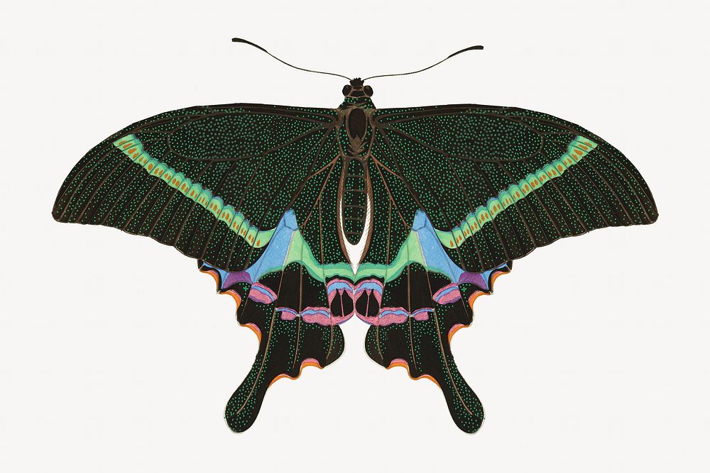 Green butterfly, exotic insect illustration. Original public domain image by E.A. Séguy from Biodiversity Heritage Library.…