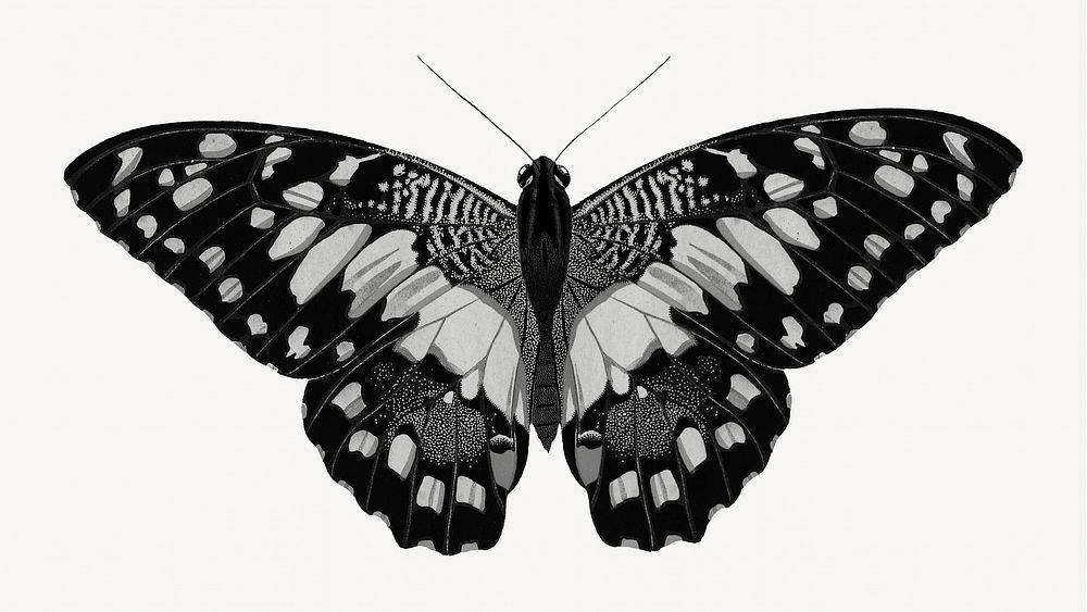 E.A S&eacute;guy's vintage butterfly illustration in black and white. Remixed by rawpixel.