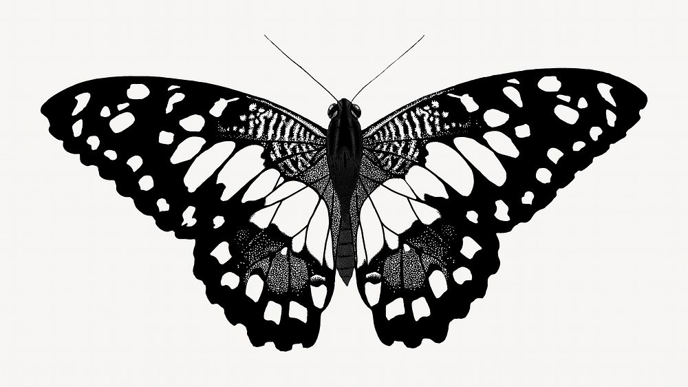 E.A S&eacute;guy's vintage butterfly illustration in black and white. Remixed by rawpixel.