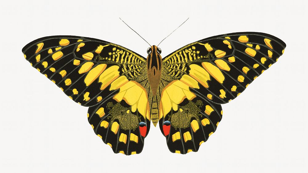 Vintage butterfly, yellow insect illustration. Original public domain image by E.A. Séguy from Biodiversity Heritage…