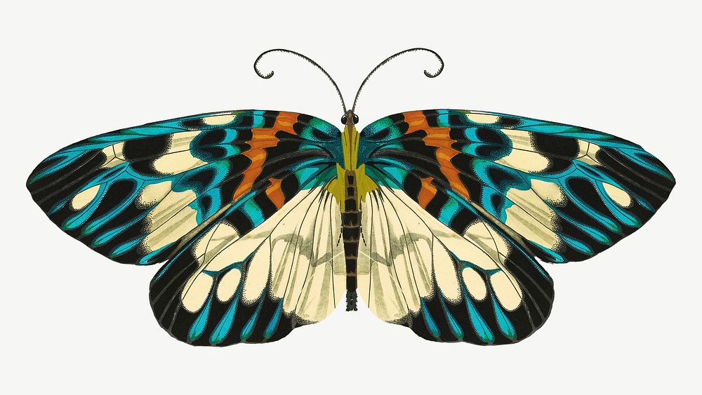 Art nouveau butterfly, vintage insect | Premium PSD Illustration - rawpixel