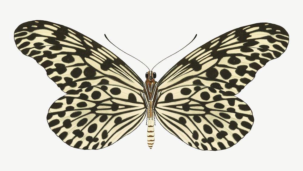 Exotic spotted butterfly, vintage insect collage element psd. Remixed by rawpixel.