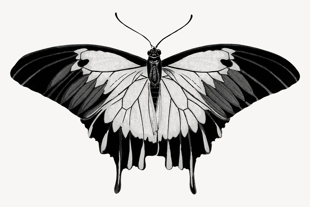 E.A Séguy's vintage butterfly illustration in black and white. Remixed by rawpixel.