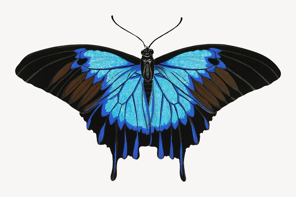 E.A. Séguy's blue butterfly, exotic insect illustration. Original public domain image from Biodiversity Heritage Library.…