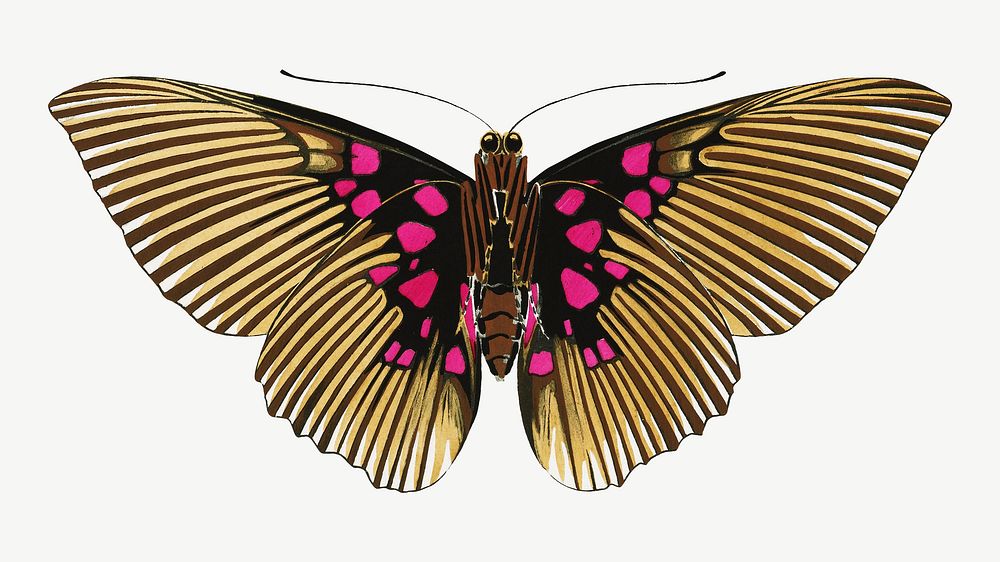 Gold striped butterfly, vintage collage element psd. Remixed by rawpixel.