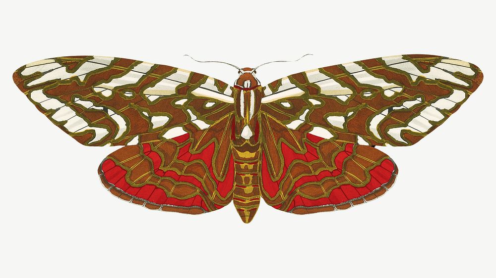 Vintage exotic butterfly, insect collage element psd. Remixed by rawpixel.