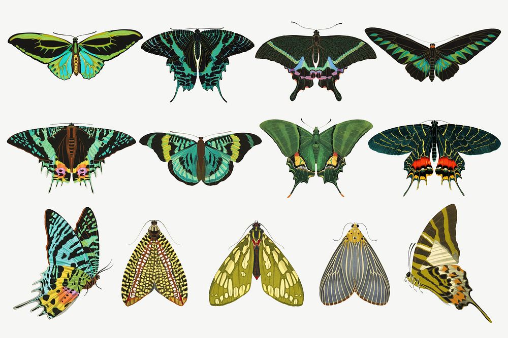 Green butterfly, vintage insect collage element set psd. Remixed from the artwork of E.A. S&eacute;guy.
