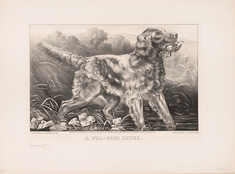 A well-bred setter (1871) by Currier & Ives