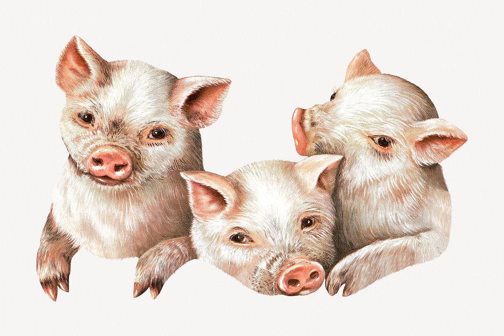 The prize piggies, farm animal collage element psd.   Remastered by rawpixel