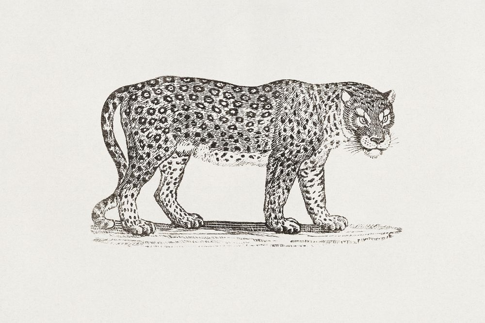 Thomas Bewick's Leopard (1790). Original public domain image from The Minneapolis Institute of Art. Digitally enhanced by…
