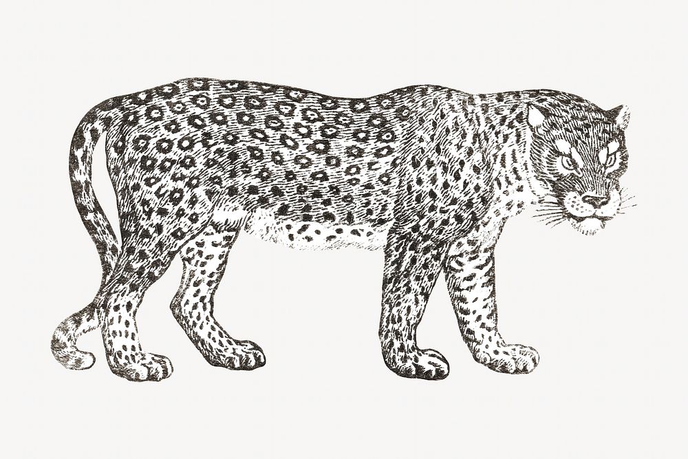 Thomas Bewick's leopard, animal illustration.    Remastered by rawpixel