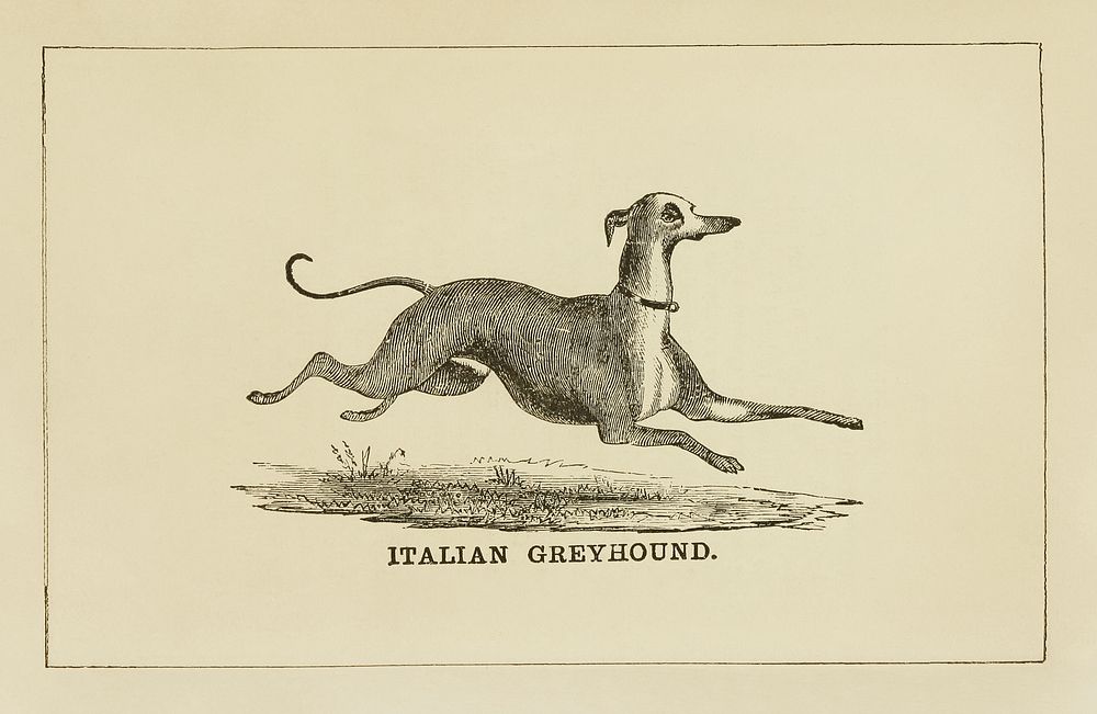 Italian Greyhound dog, vintage animal illustration. Original public domain image from the Library of Congress. Digitally…