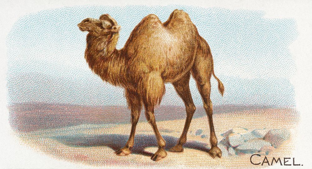 Camel, from the Quadrupeds series N21 for Allen & Ginter Cigarettes (1890) by Allen & Ginter. Original public domain image…