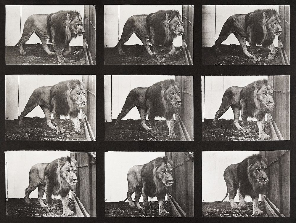 Animal Locomotion Plate 721 (1887) by Eadweard Muybridge. Original public domain image from The Minneapolis Institute of…
