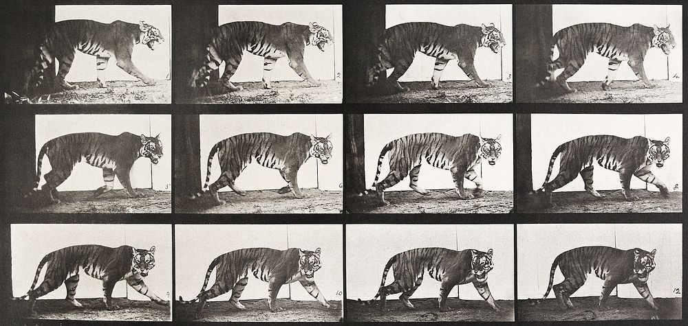 Animal Locomotion Plate 729 (1887) by Eadweard Muybridge. Original public domain image from The Minneapolis Institute of…