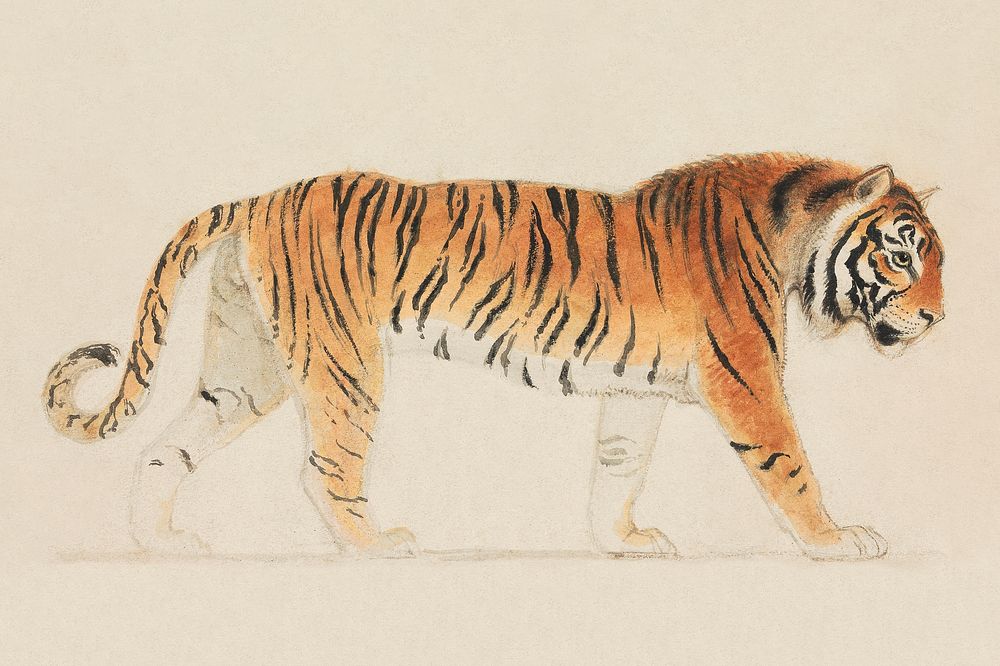 A Tiger, Full-Length, in Profile, Walking Towards Right (1755&ndash;1834) by Thomas Stothard. Original public domain image…