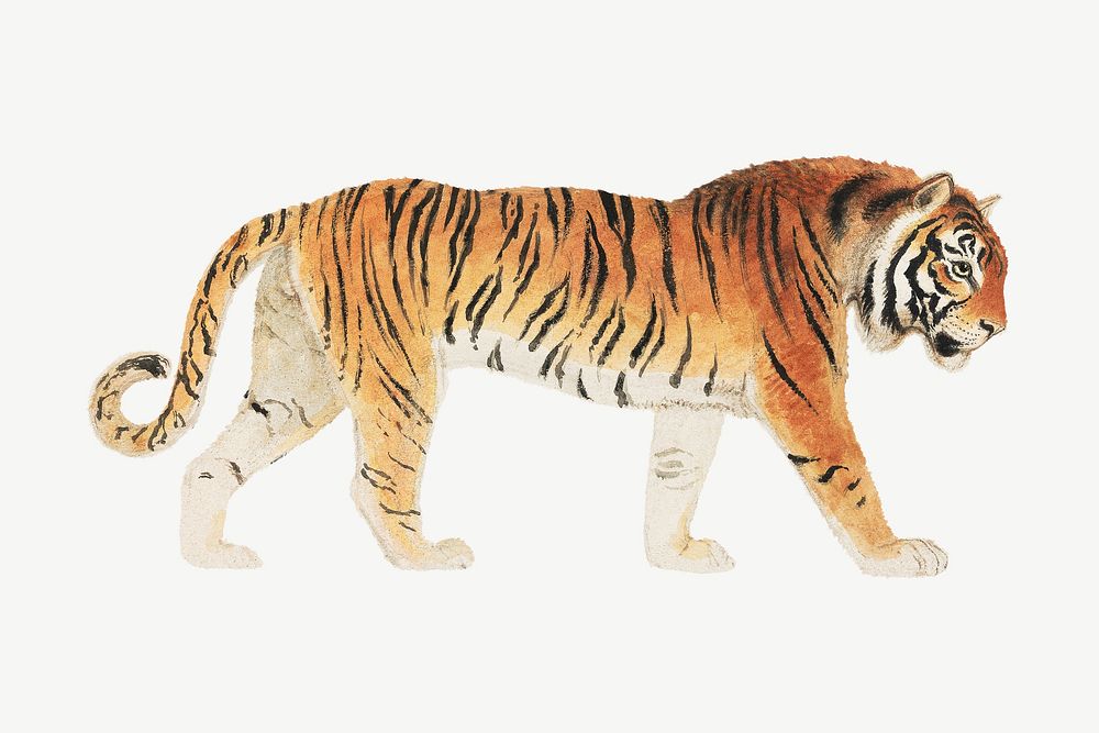 Thomas Stothard's tiger, wild animal collage element psd.   Remastered by rawpixel