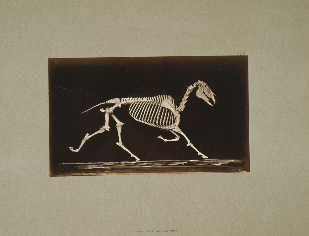 Skeleton of horse. Trotting. Nearing the ground (ca.1881) photography in high resolution by Eadweard Muybridge. 