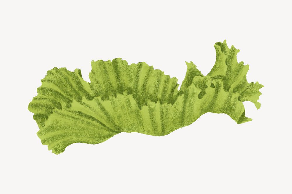 Lettuce piece illustration, food design