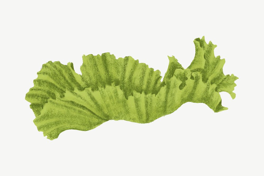 Lettuce piece illustration collage element psd