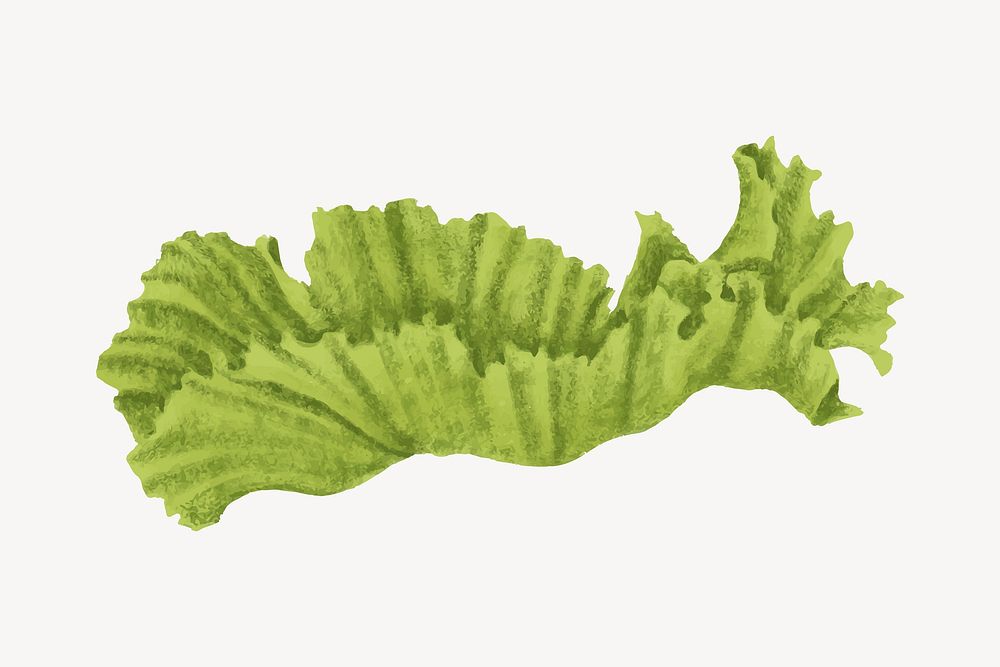 Lettuce piece drawing collage element vector