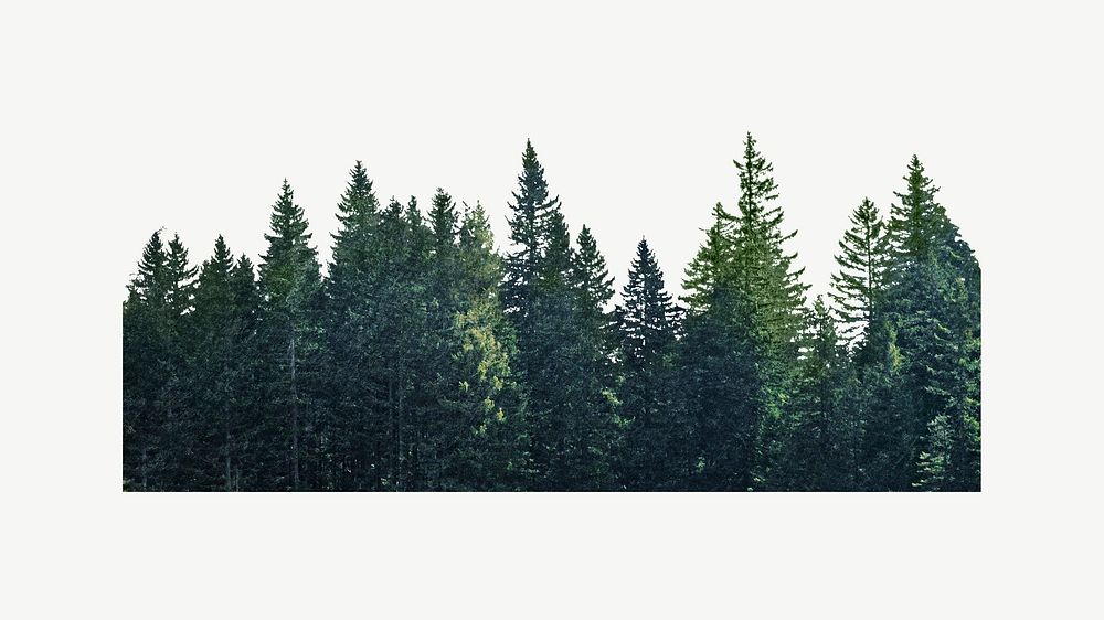 Pine forest divider, botanical collage element psd