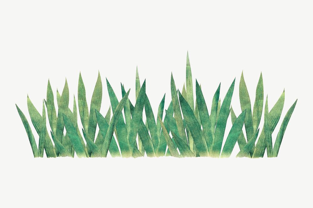 Grass bush divider, botanical collage element psd