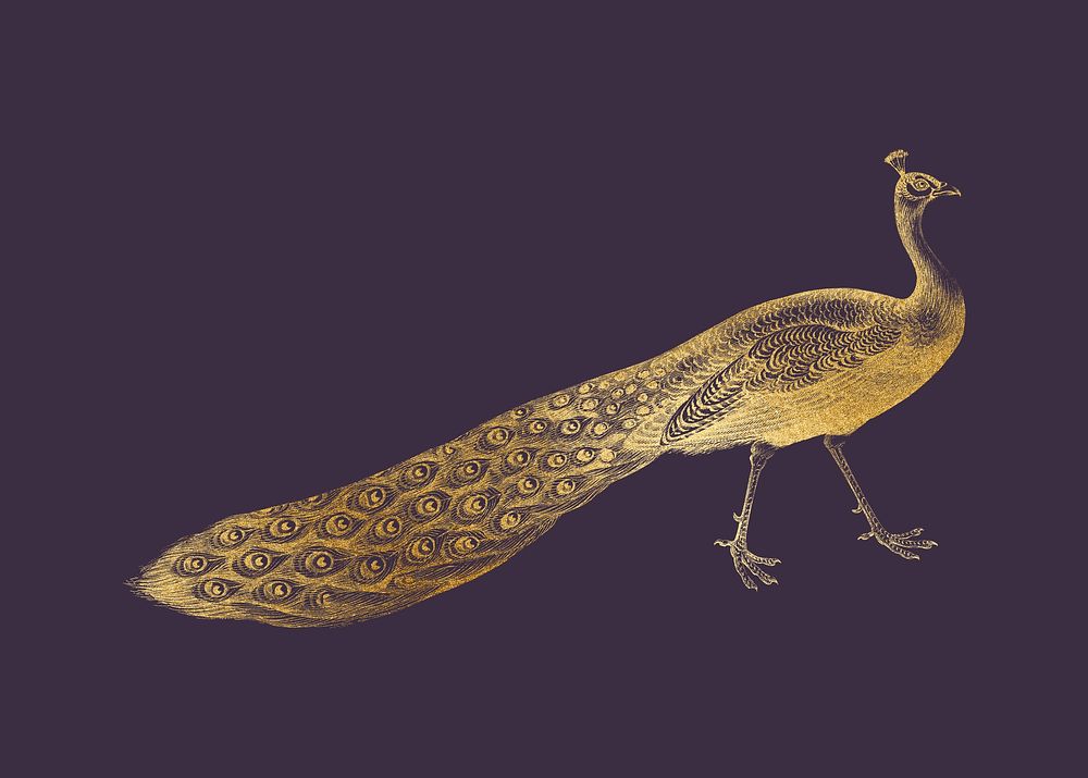 Golden peacock, vintage bird collage element psd