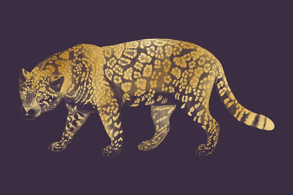 Golden jaguar tiger, wildlife collage element psd
