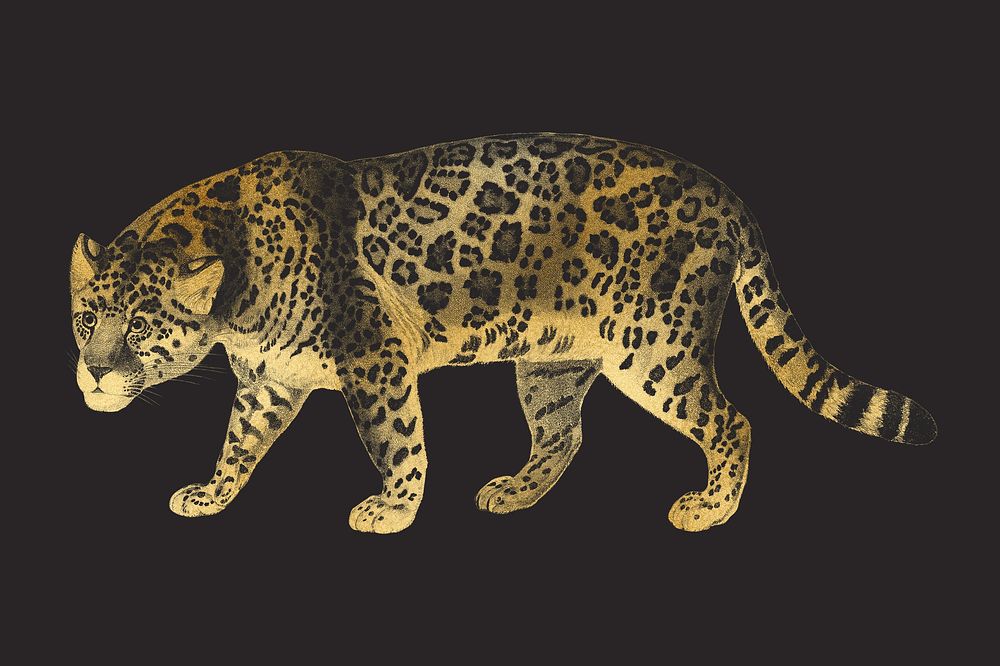 Golden jaguar tiger, wildlife collage element psd