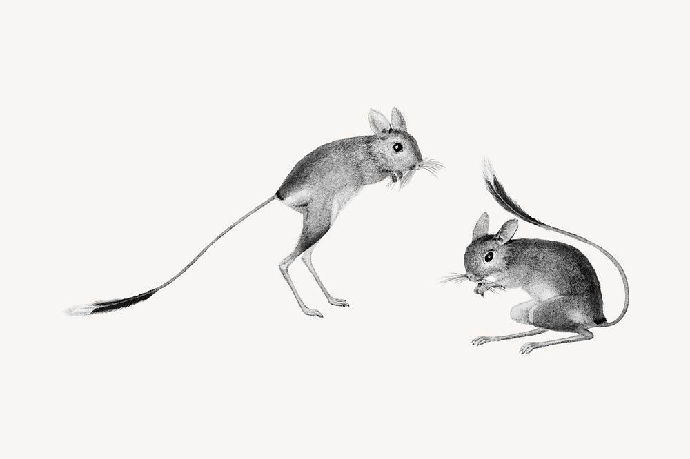 Jerboa, vintage animal collage element