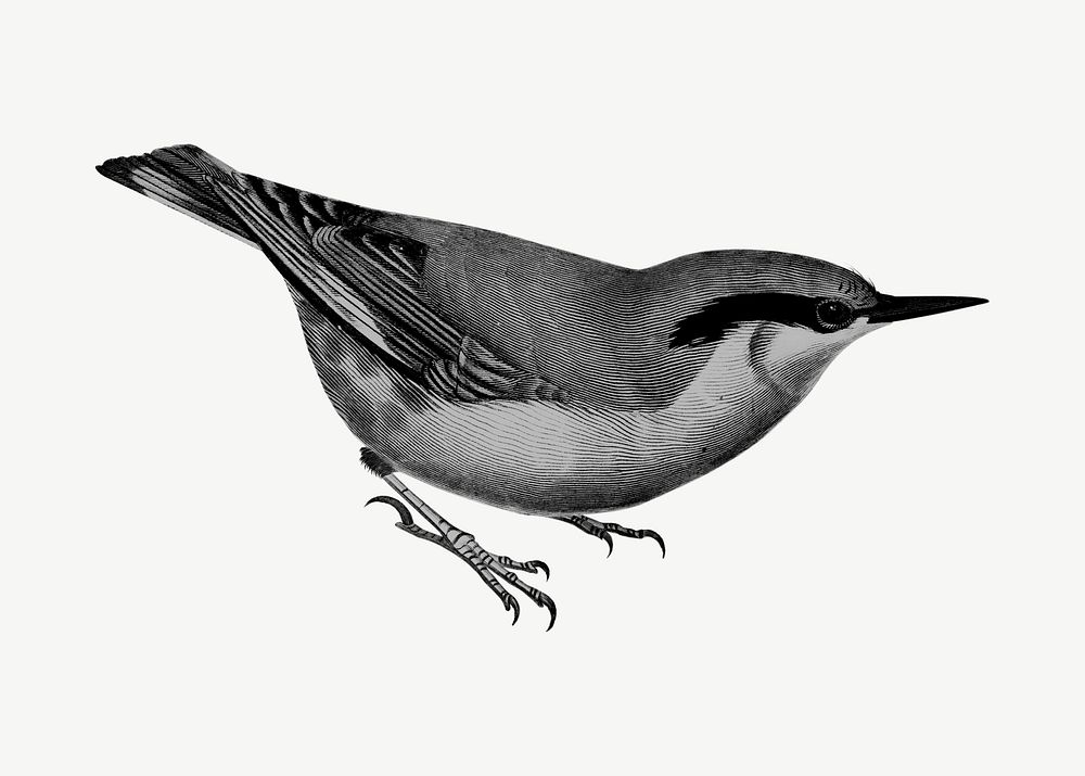 Wallcreeper bird, vintage animal collage element psd