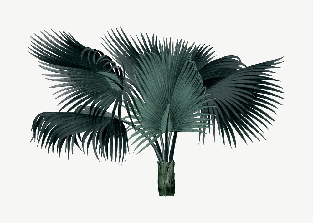 Palm tree drawing, tropical clipart psd