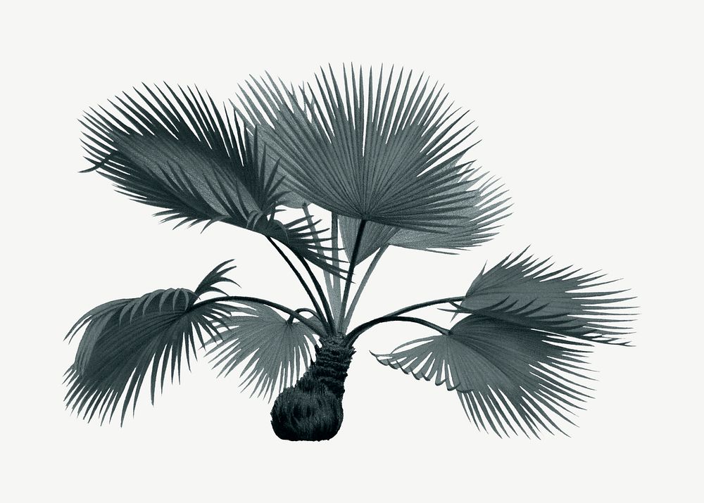 Vintage palm tree clipart psd