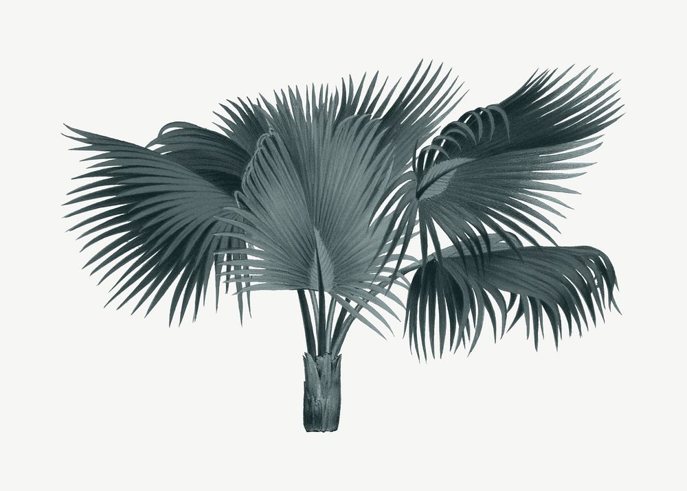 Palm tree drawing, tropical clipart psd