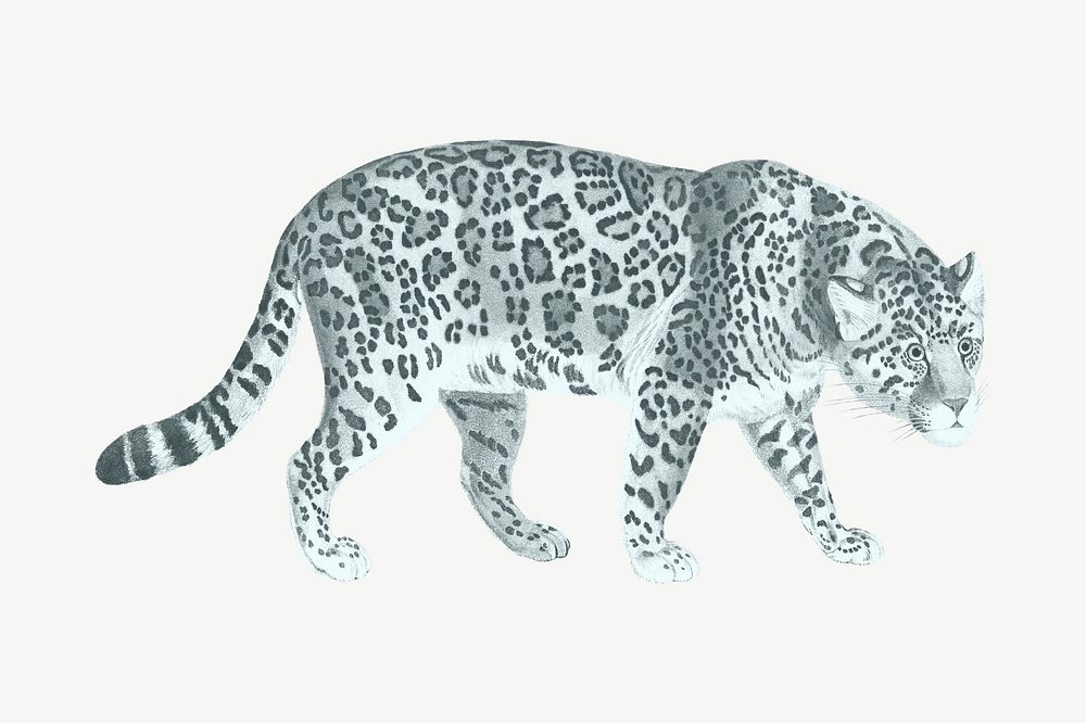 Jaguar tiger, vintage animal collage element psd