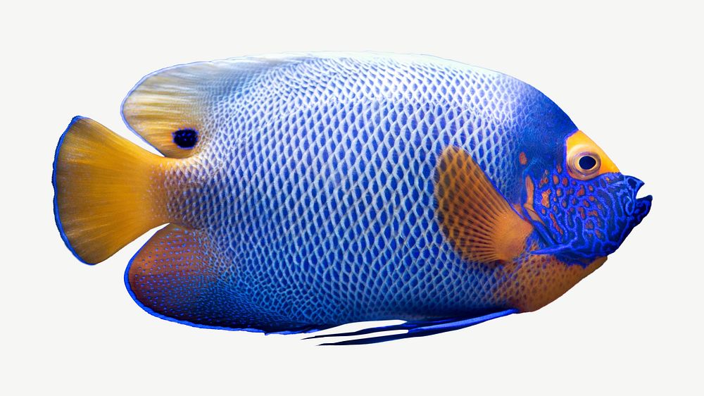 Blueface angelfish collage element psd