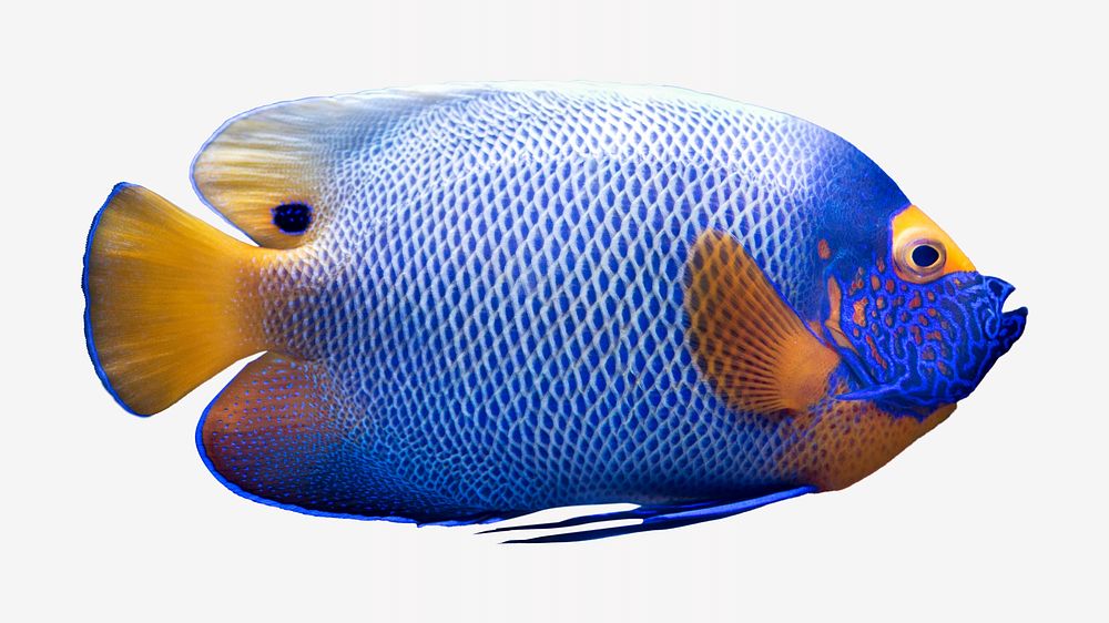 Blueface angelfish isolated design