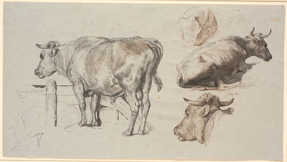 Cattle studies.TVthe bull Count Geert by Johan Thomas Lundbye