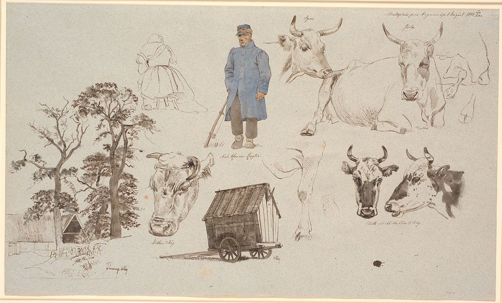 Study magazine from the milking site at Vognserup.Studies of cows.TVfarmhouse behind three tall trees, in the middle…