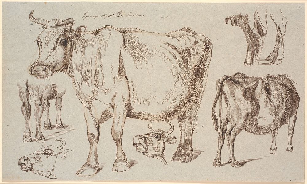 Study magazine from Vognserup.Various studies of a cow by Johan Thomas Lundbye