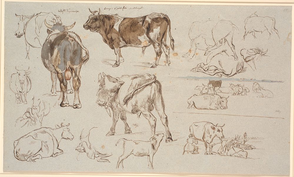 Study magazine from Vognserup.Studies of cows, bulls and calves.T.h.two landscape studies, the upper one with lying cows…